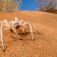 Leucorchestris sp., white lady spider, Naukluft National Park (Namibia)