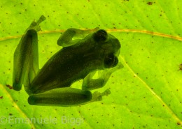 Glass frog (Rulyrana spiculata), Cosnipata Valley (Peru). This species was just rediscovered in this valley after many years during which it apparently disappeared, its existence remaining in the shadow.