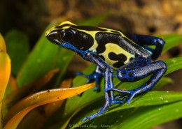 Dendrobates tinctures warns about its toxicity with bright colors