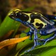 Dendrobates tinctures warns about its toxicity with bright colors