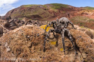 Deserta's wolf spider (Hogna ingens), Deserta Grande Island (Madeira, Portugal)