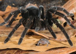 A forest's tale: the spider and the frog