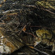 Common Toad (Bufo bufo) mating couple underwater with already deposited egg strings all around them, Italy