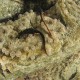 Salamandrina perspicillata laying eggs underwater, Italy