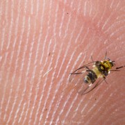 Simulium (Psilopelmia) bicoloratum