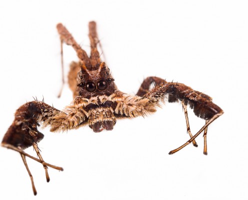 African friged jumping spider (Portia schultzi), adult female portrait, South Africa