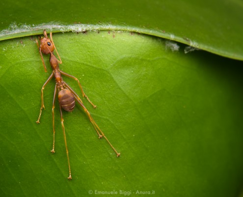 O. smaragdina tightening the leaves together with its mandibles and legs to help the weavers with the larvae. Mangrove swamps near Kota Kinabalu