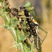 Green katydid Tettigonia sp. eating a Papilio machaon butterfly