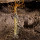 cave centipede (Thereuopoda longicornis), individual shedding its exoskeleton, Gomantong caves, Borneo (Malaysia)