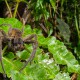 A Ctenid spider consuming its prey