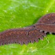 Velvet worm (Oroperipatus peruvianus)
