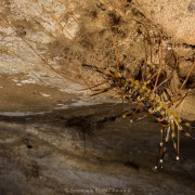 cave centipede (Thereuopoda longicornis), Gomantong caves, Borneo (Malaysia)