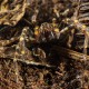 Hogna nonanulata, adult male showing venom drops from its fangs, Pico do Areeiro (Madeira island)