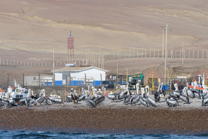 Pelicans and humans along Paracas desert shore