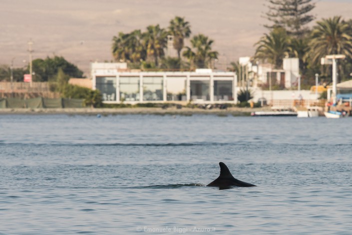 The desert and the sea: the Paracas desert