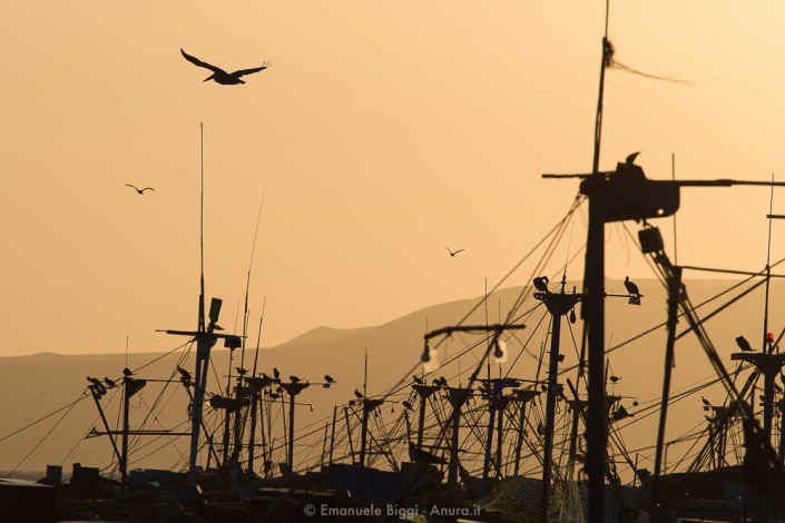 Various sea birds at sunset above and on the local boats