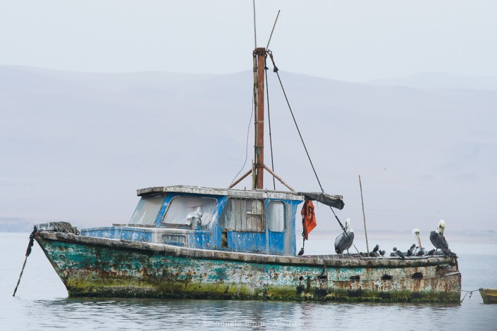 Peruvian pelicans and a old boat