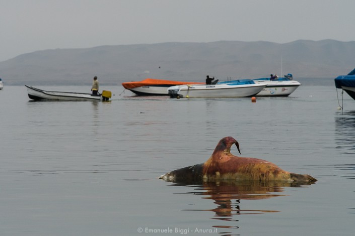 A dead sea lion at Paracas harbor