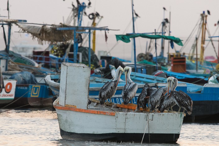 Peruvian pelicans and boats
