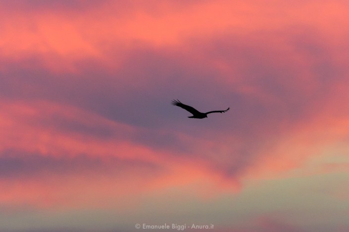 turkey vulture at sunset