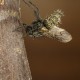 Entomophthora muscae, Entomopathogenic fungus (Zigomicete sp.) killed a fly (Musca sp.), Mornese (Alessandria Province, Italy)