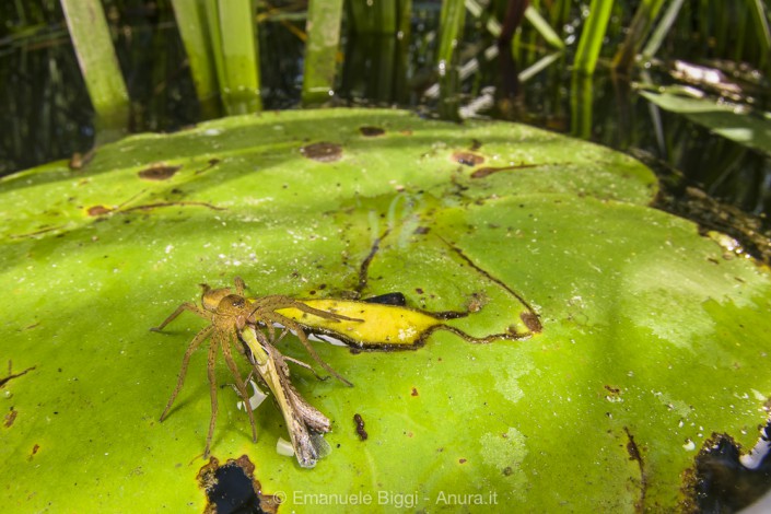 D. plantarius with a terrestrial prey, a grasshopper probably jumped into water before being trapped by the spider’s fangs. Dolomedes plantarius
