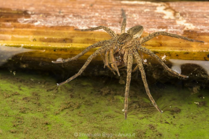 _BIG8882 Fen Raft spider Dolomedes plantarius
