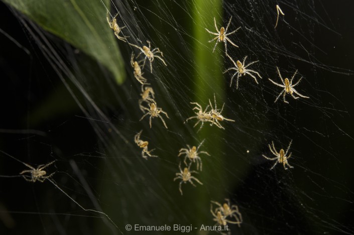 Fen Raft spider Dolomedes plantarius spiderlings on the nursery web