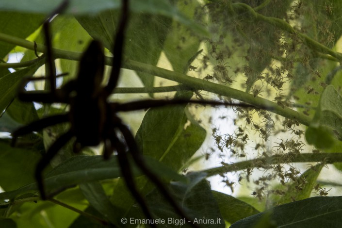 Web of protection Fen Raft spider Dolomedes plantarius spiderlings on the nursery web while their mother defends it