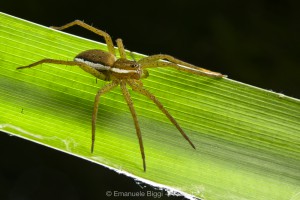 Dolomedes plantarius, young individual, Alessandria (Italy) Dolomedes plantarius