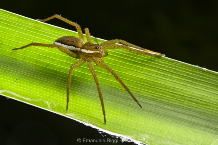 Dolomedes plantarius, young individual, Alessandria (Italy) Dolomedes plantarius