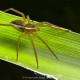 Dolomedes plantarius
