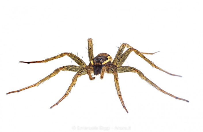 Dolomedes plantarius photographed on a white panel in situ, Alessandria (Italy) Dolomedes plantarius