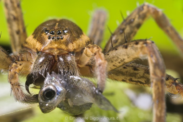 Fanged fisher Fen Raft spider Dolomedes plantarius