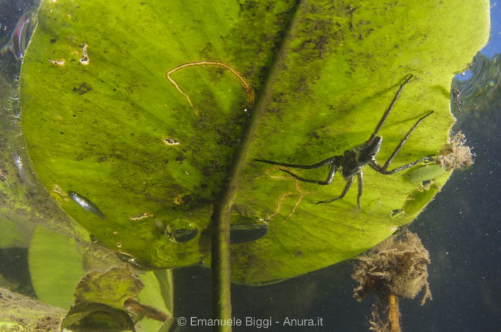 Fen Raft spider Dolomedes plantarius Fen Raft spider Dolomedes plantarius
