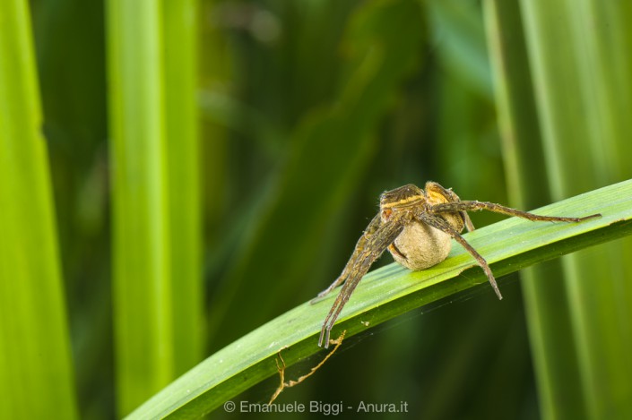Fen Raft spider Dolomedes plantarius female carrying her eggsac Fen Raft spider Dolomedes plantarius