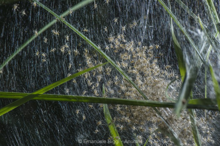 Fen Raft spider Dolomedes plantarius spiderlings on the nursery web
