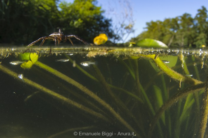 Fen Raft spider Dolomedes plantarius Fen Raft spider Dolomedes plantarius