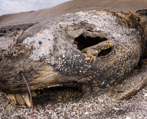 Peruvian desert iguana inside the eye socket of a dead sea lion in the Paracas reserve