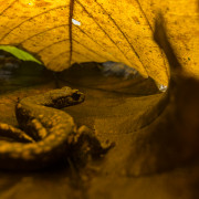 A Strinatii lungless salamander (Speleomantes strinatii) hiding under chestnut leaves into a deciduous wood in Northern Italy. San Bartolomeo di Savignone (Ge), Italy