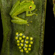 Talamanca glass frog (Hyalinobatrachium talamancae), male guarding eggs. Veragua Rainforest, Costa Rica