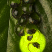 Agalychnis lemur eggs about to hatch
