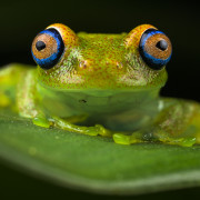 The mesmerizing glance of a tiny green bright-eyed frog (Boophis viridis) shines with two blue rings and golden dots inside a green body as a reminder that Madagascar have treasures worth saving forever. Andasibe-Mantadia National Park, Madagascar