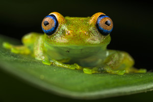 The mesmerizing glance of a tiny green bright-eyed frog (Boophis viridis) shines with two blue rings and golden dots inside a green body as a reminder that Madagascar have treasures worth saving forever. Andasibe-Mantadia National Park, Madagascar