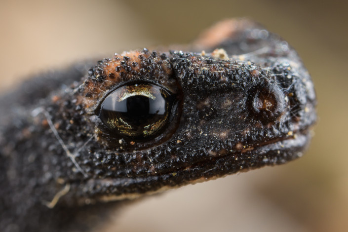 Salamandrina perspicillata, Northern spectacled salamander, portrait