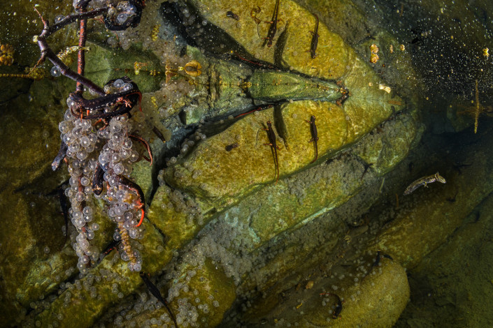 Salamandrina perspicillata, Northern spectacled salamander, females laying eggs underwater, Genova, Italy