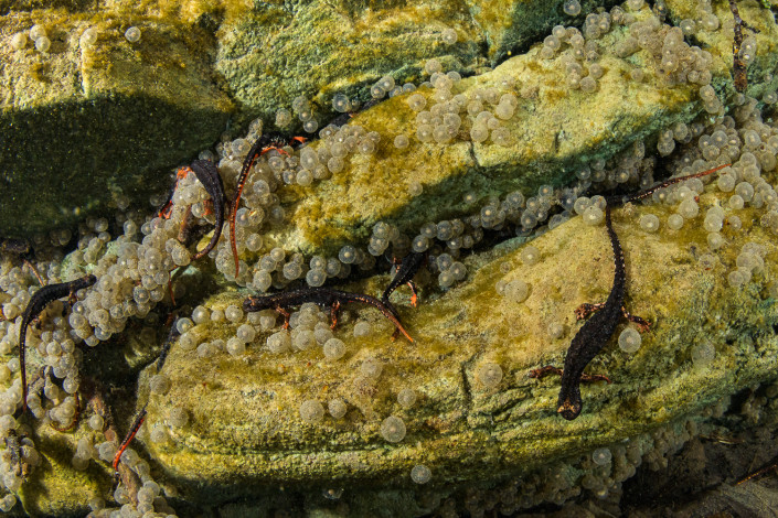 Salamandrina perspicillata, Northern spectacled salamander, females laying eggs underwater, Genova, Italy