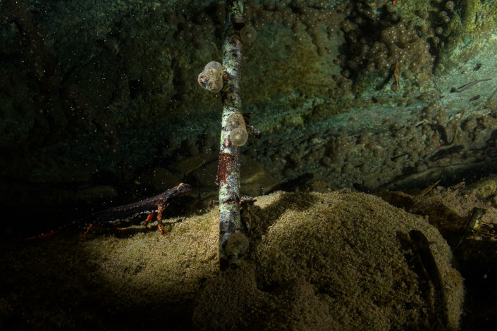 Salamandrina perspicillata, Northern spectacled salamander, females laying eggs underwater, Genova, Italy