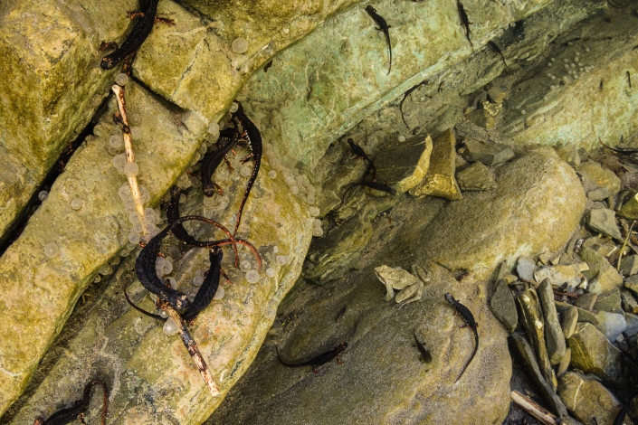 Salamandrina perspicillata, Northern spectacled salamander, females laying eggs underwater, Genova, Italy