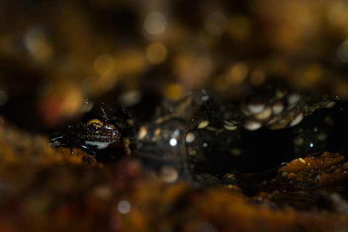 Northern spectacled salamander (Salamandrina perspicillata) larva in very shallow and small water pool formed by a water-dripping stone wall. This population in Central Italy deposits the eggs on wet surfaces out of the water.